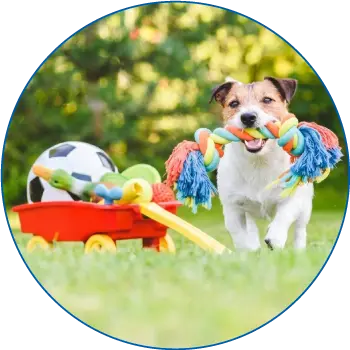Pet Supplies