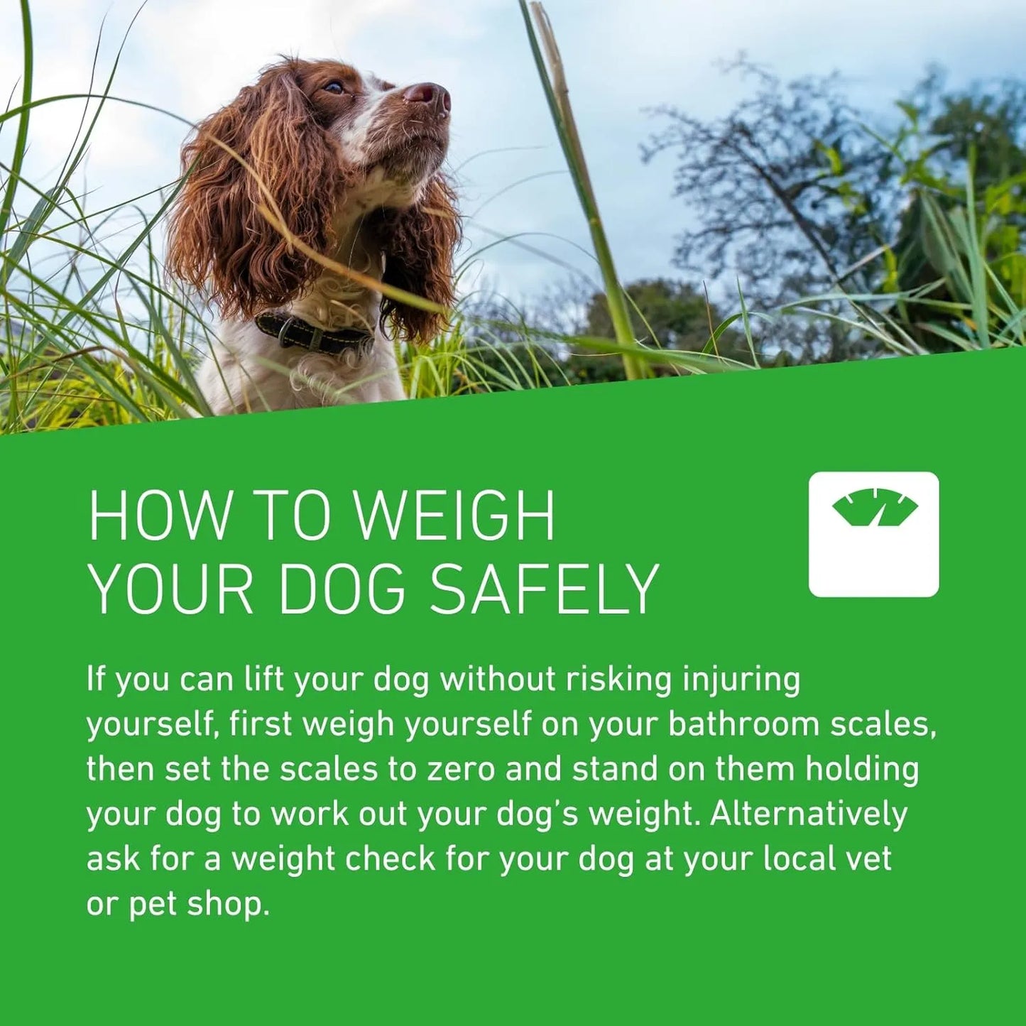 Frontline Plus Flea & Tick Treatment for Small Dogs (2–10 kg) | 6 Pipettes